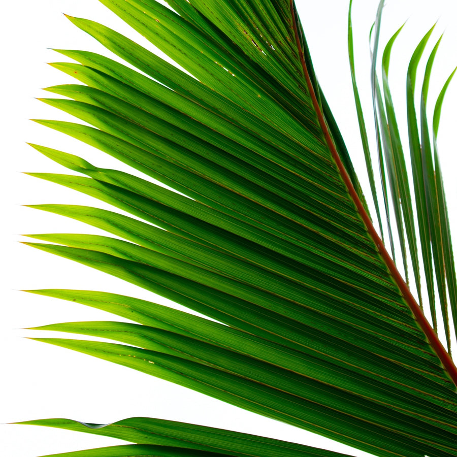 Bangladeshi Palm Leaf Garland